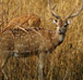 Jungle Safari in Jim Corbett National Park, Alpinestar Holidays, Uttarakhand, India