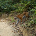 Jungle Safari in Jim Corbett National Park, Alpinestar Holidays, Uttarakhand, India