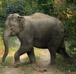 Jungle Safari in Jim Corbett National Park, Alpinestar Holidays, Uttarakhand, India
