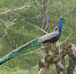 Jungle Safari in Jim Corbett National Park, Alpinestar Holidays, Uttarakhand, India