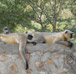 Jungle Safari in Jim Corbett National Park, Alpinestar Holidays, Uttarakhand, India
